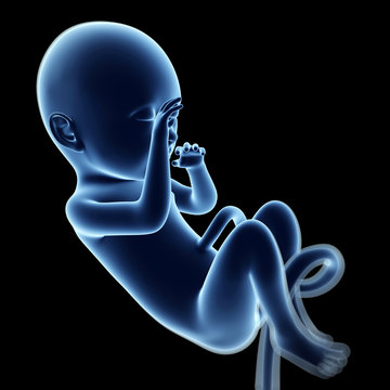 3d rendered illustration of a fetus, month 9