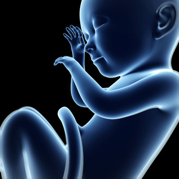 3d rendered illustration of a fetus, month 9