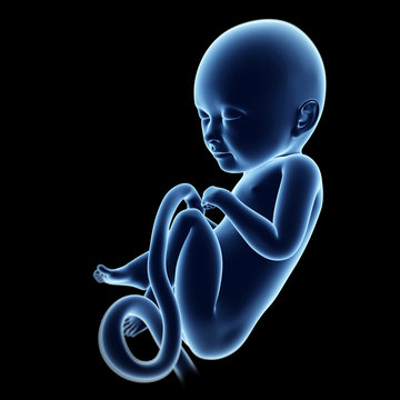 3d rendered illustration of a fetus, month 8