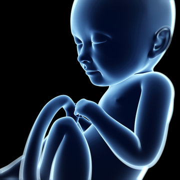 3d rendered illustration of a fetus, month 8