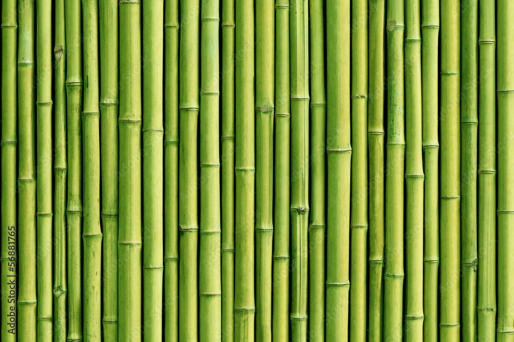 green bamboo fence background - obrazy, fototapety, plakaty 