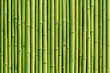 canvas print picture - green bamboo fence background