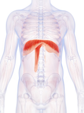 3d rendered illustration of the human diaphragm