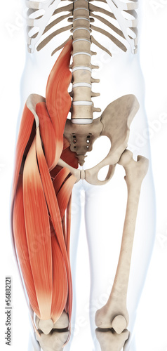 Naklejka - mata magnetyczna na lodówkę 3d rendered illustration of the upper leg musculature