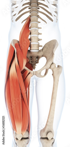 Naklejka dekoracyjna 3d rendered illustration of the upper leg musculature