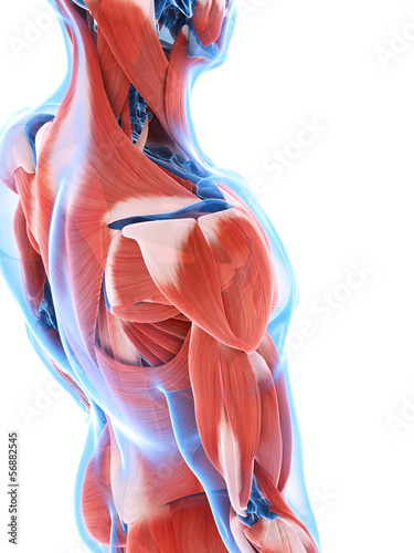 Cuadros en Lienzo 3d rendered illustration of the male musculature