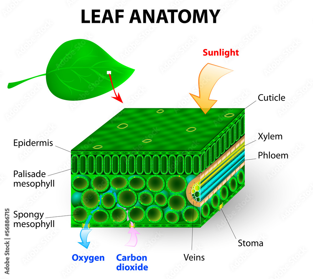 leaf anatomy Stock Vector | Adobe Stock