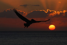 Pelican Flying In Sunset
