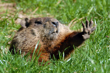 Give Me Five Shows Groundhog