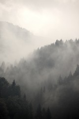 Wall Mural - Foggy forest