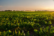 Irrigation of sugar beet agricultural field