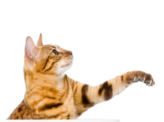 Fototapete - cat swinging its paw. isolated on white background