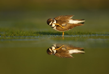 Wall Mural - Semipalmated plover, Charadrius semipalmatus