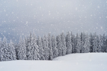 Wall Mural - Mountain forest in winter