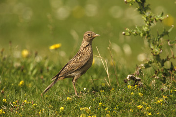 Wall Mural - Skylark, Alauda arvensis,