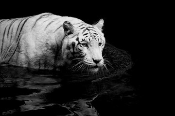 Wall Mural - White Tiger