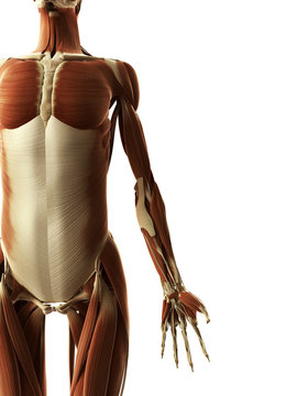 3d rendered illustration of the female muscles