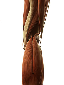 3d rendered illustration of the muscles around the knee