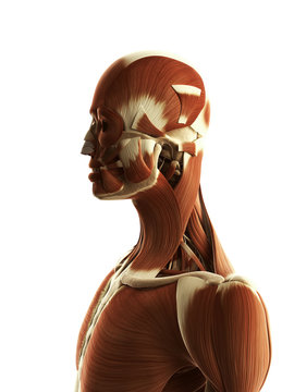 3d rendered illustration of the female muscles