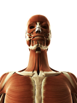 3d rendered illustration of the female head and face muscles