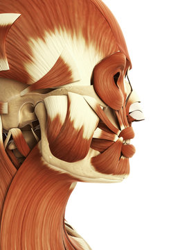 3d rendered illustration of the female head and face muscles