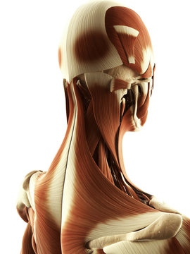 3d rendered illustration of the female neck muscles