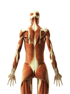 3d rendered illustration of the female muscles