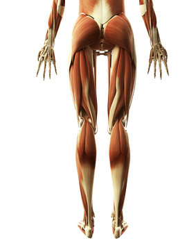 3d rendered illustration of the leg muscles