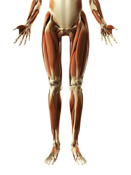 3d rendered illustration of the leg muscles