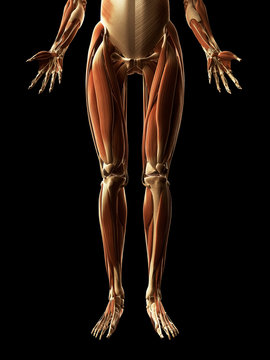 3d rendered illustration of the leg muscles