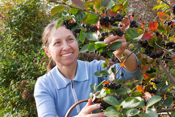 Wall Mural - woman aged near chokeberry bush