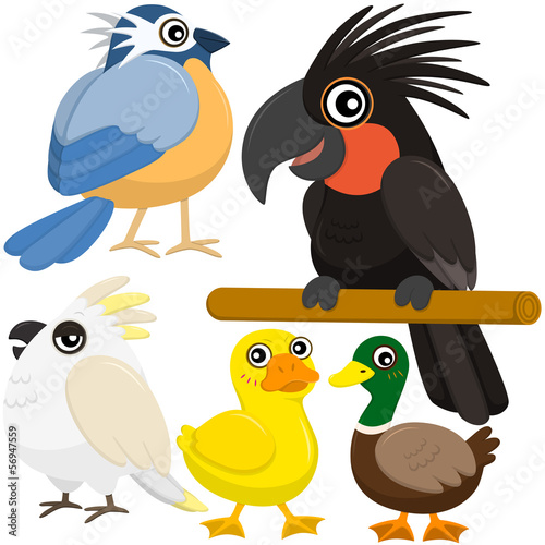 Fototapeta na wymiar five colorful cute birds with white background