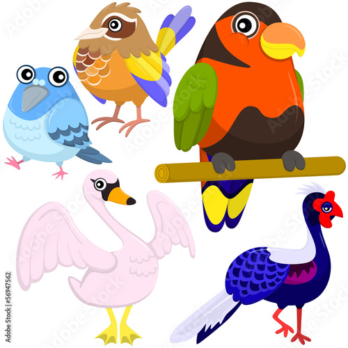 Fototapeta na wymiar five colorful cute birds with white background