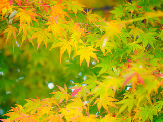 Autumn maple leaves