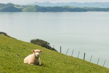 Lamb Resting On Grassy Slope