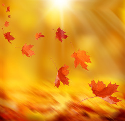 Fototapete - falling autumn leaves