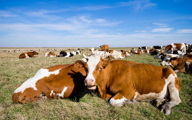 Wall Mural - Cows lying on the grass