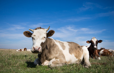 Sticker - Cows lying on the grass