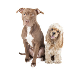 two dogs (Pit Bull and English Cocker Spaniel)