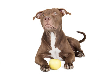 Wall Mural - dog breed pit bull with an apple on a white background in studio