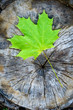 Green maple leaf, also known as Acer platanoides, on a cut trunk, in the forest in autumn