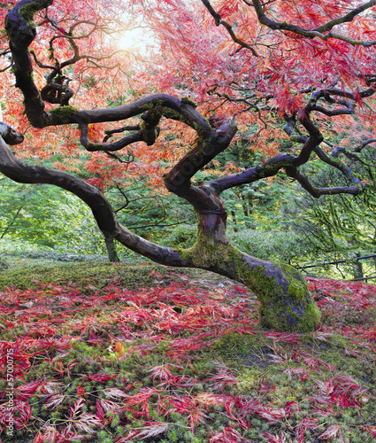 stare-japonskie-drzewo-klon-czerwony-splecione-w-jesieni