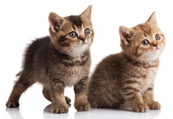 Wall Mural - Two kitten on a white background