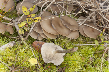 Sticker - Funnel mushrooms