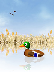 Poster - Mallard in the pond