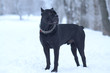 Cane corso dog in the snow