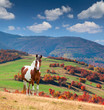 Colorful autumn landscape in mountains with horse