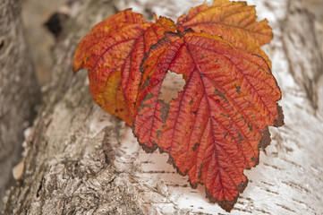 Wall Mural - Autumn leaf