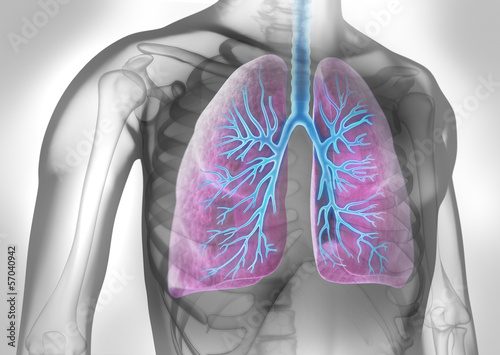 Naklejka na szybę Lunge mit Bronchien in grauem Umfeld