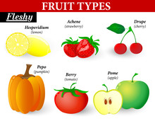 Fleshy Fruit Types